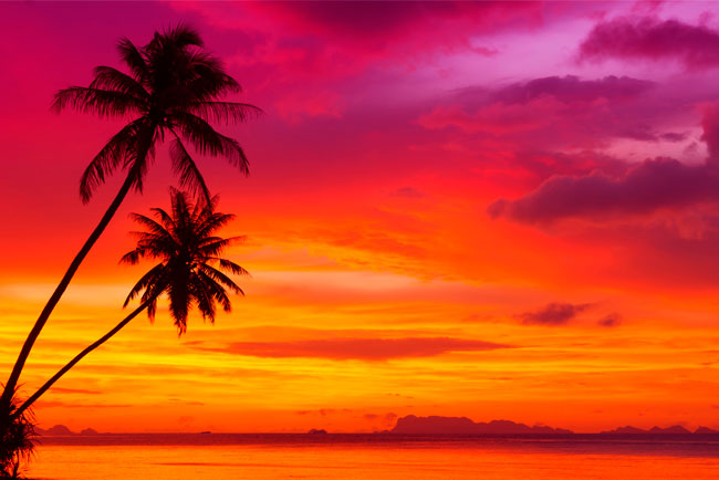 Fotomurales palmeras atardecer playa